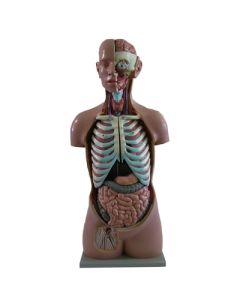 Torso Unisex Open Back/Head (Oversize) 17 Pc (CL)