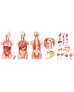 Torso, Male & Female, 27 Pc. Open Back (Ships Over