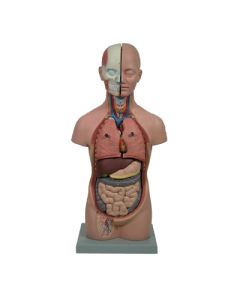Torso Mini, Unisex, 12 Pc.