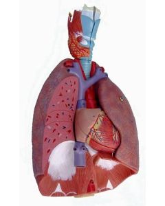 Respiratory System Model. Natural Size, 7 Pc.