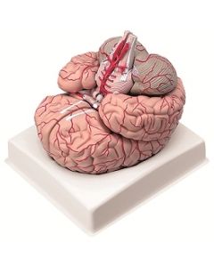 Brain Model, Nat Size 9Pc.  With Artery.