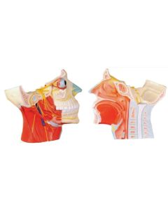 Brain Nerves Model 2 Pc. Autonomic, Model.