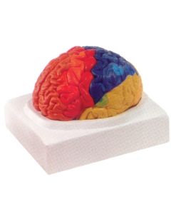 Brain Model, Regional, 2 Pc.