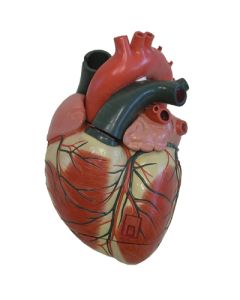 Heart Model, 3X Mag 4 Pc.