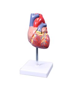 Heart Model, Natural Size 2 Pc.