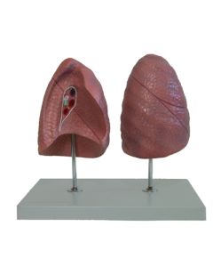 Lung model, left and right. Natural size.