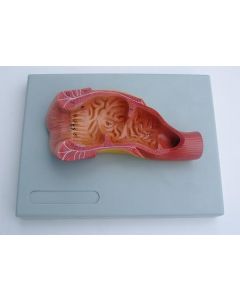 Rectum & Anal Canal. Relief Model, Natural Size.