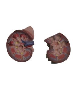 Kidney and Adrenal Gland Model. Natural Size 2 Pc.