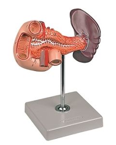 Pancreas Duodenum and Spleen. 1 Pc Model On Stand