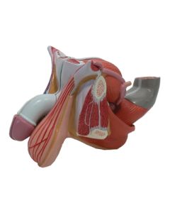 Genital Organ Model, Male. Natural Size 4 Pc.