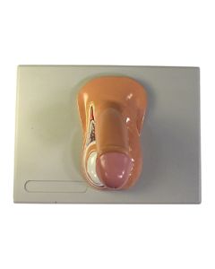 Reproductive Organ Model, Male. External, Natural