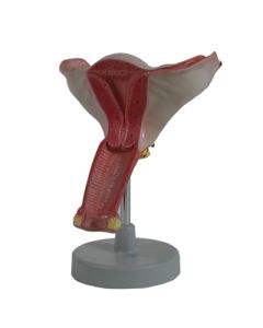 Uterus Model, 1.5X Magnified. 1 Pc.
