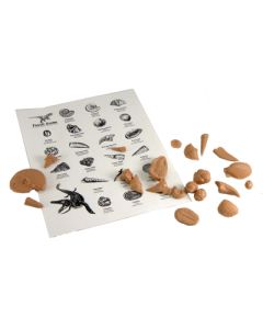 Fossil Kit,Reproductions,Each.
