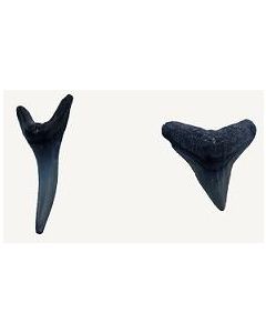 Shark Tooth, Fossil.