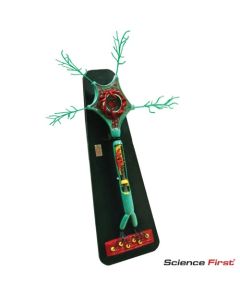Motor Neuron Model