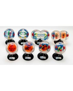 Animal Mitosis Model, STACO