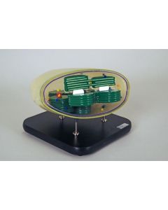 Chloroplast Model