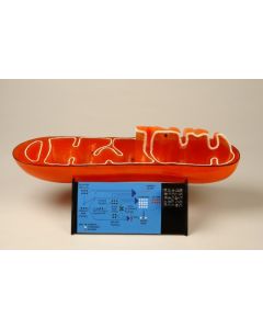 Mitochondrion Model