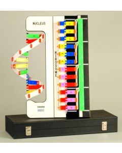RNA Protein Synthesis
