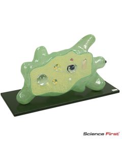 Amoeba Model