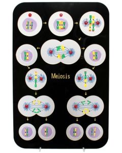 Animal Meiosis Plaque