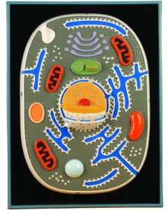 Animal Cell Plaque, STACO