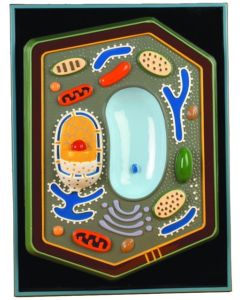Plant Cell Plaque Model, STACO