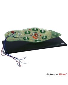 Euglena Model, STACO
