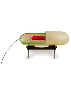 Prokaryotic Cell Model, STACO