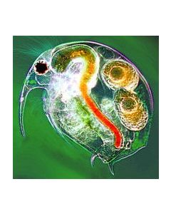 Microlife Mix, Pond Water Organisms (NR)**CL**