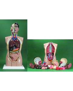 Life Size Sexless Human Torso Model w/skull and Br