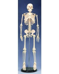 Human Skeleton W/rod And Base, 85cm (34")