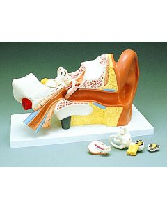 Human Ear Model, 4 Part, 3x, Base,13 X 5 7/8 X 8"