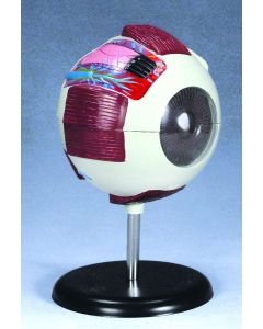 Enlarged Eye Model, 6x Life Size