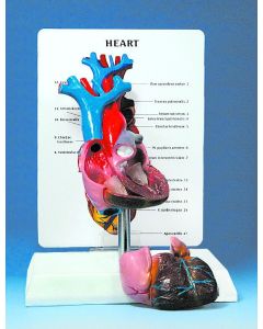 Human Heart Model, 2 Part, Lifesize