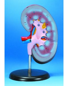 Human Kidney Model, Base Mount (no Adrenal Glnd)**