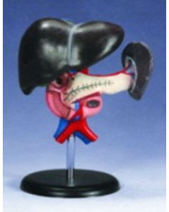 Liver Block, Pancreas, Duodenum, Spleen**CL (NR)
