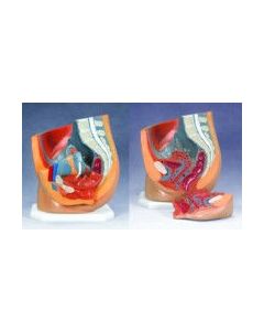 Female Urinary/pelvis Section, 2 Pc**CL (NR)