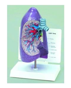 Human Right Lung Model W/key Card, Fullsize