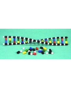 Dna Model, Ladder Style, 16"